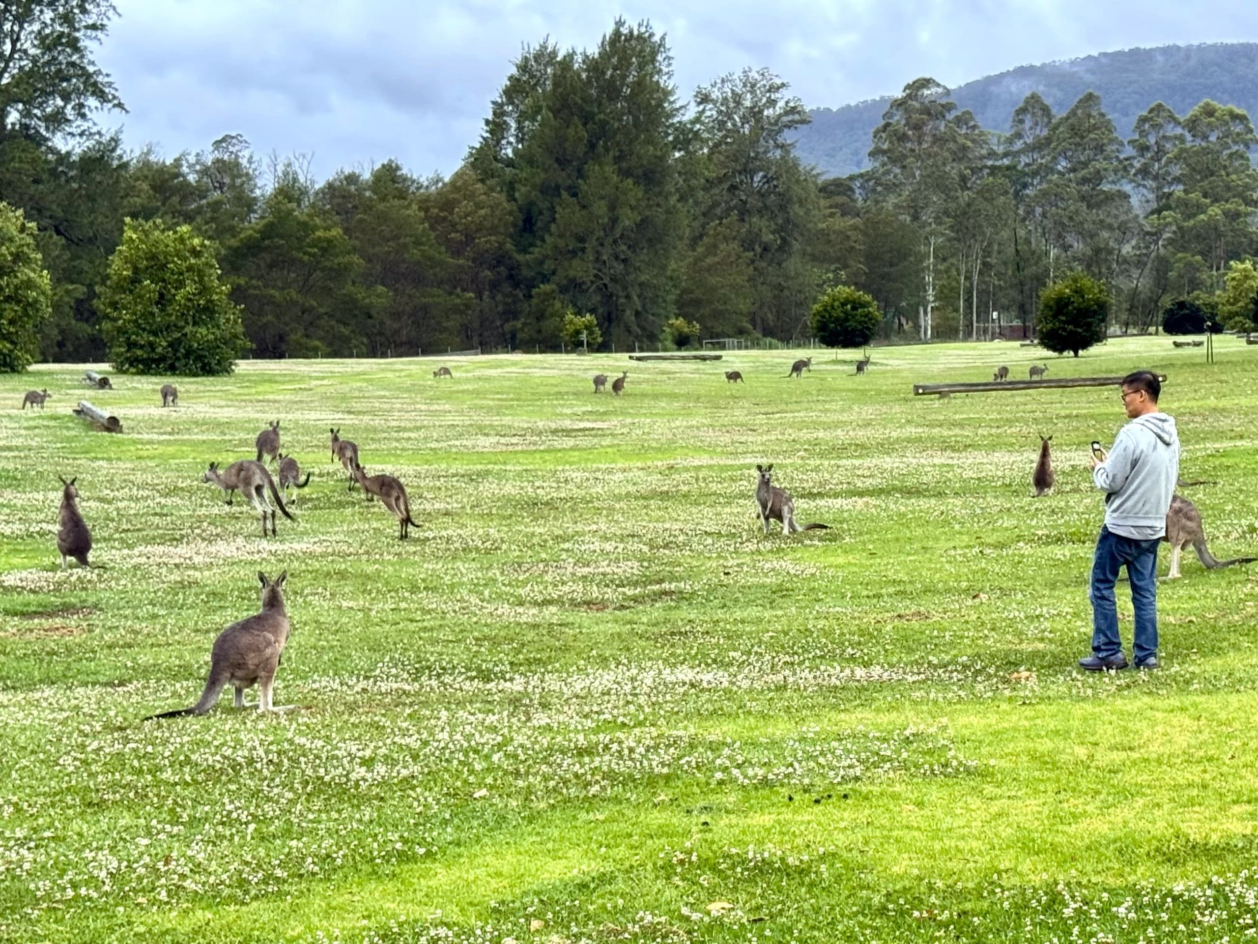 悉尼野生袋鼠与野生袋熊一日游｜Perfect Day Sydney 探秘荒野纯原生动物（英文团） - 图片 2